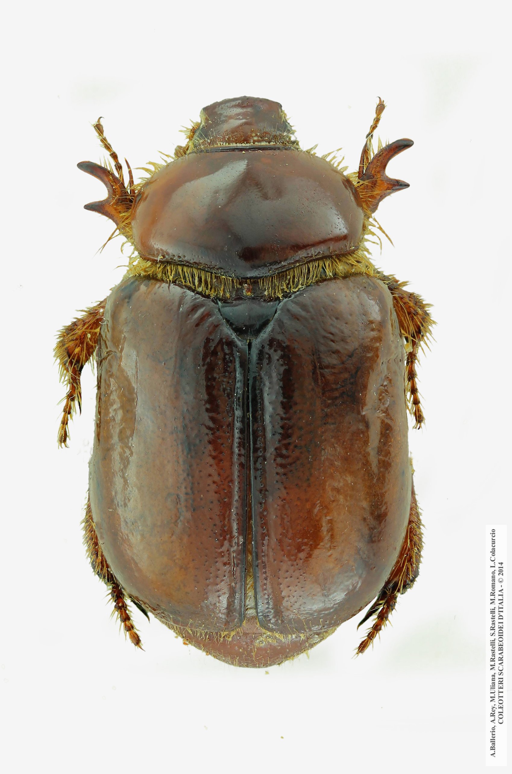 Calicnemis sardiniensis, femmina